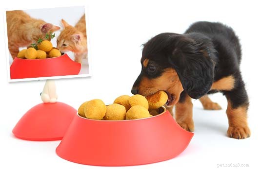 25 Safe & Tasty Homemade Thanksgiving Dinner Recipes for Your Dog