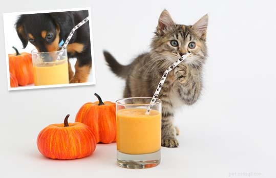 25 Safe & Tasty Homemade Thanksgiving Dinner Recipes for Your Dog