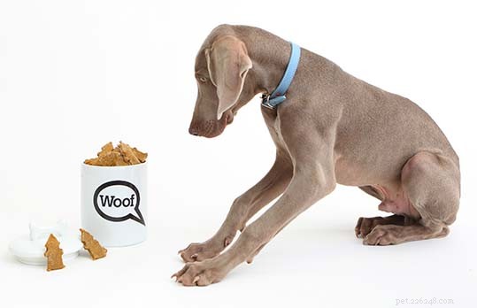 25 Safe & Tasty Homemade Thanksgiving Dinner Recipes for Your Dog