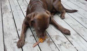 Healthy Bully Stick Pup‑Sicles with Blueberries & Apples – DIY Dog Treat