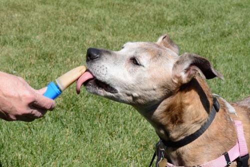 4 Top Homemade Dog Ice Cream Recipes to Keep Your Pup Cool