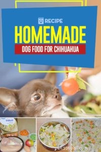 Homemade Dog Food Recipe for Chihuahuas: Nutrient‑Rich and Small‑Breed Friendly