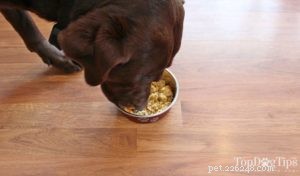 Planet Paws Raw Dog Food Recipe – Homemade, Nutrient‑Rich Meals for Your Dog
