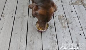 Homemade Dog Food Recipe for Congestive Heart Failure: Safe & Nutritious