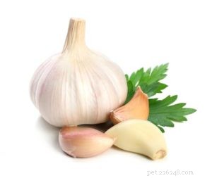 Adding Garlic to Homemade Dog Food: Safe, Healthy Benefits Explained