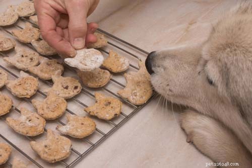 20 Delicious Homemade Christmas Treats for Dogs