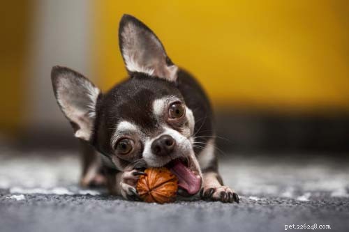 Safe Nuts for Homemade Dog Food: Which Nuts Are Dog-Friendly