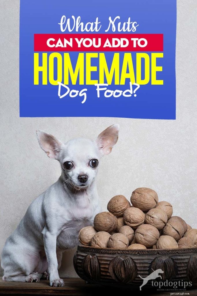 Safe Nuts for Homemade Dog Food: Which Nuts Are Dog-Friendly