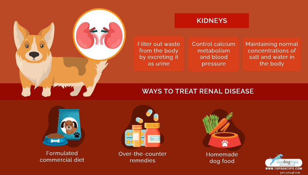 Homemade Dog Food for Renal Disease: Safe, Nutritious Recipes to Support Kidney Health