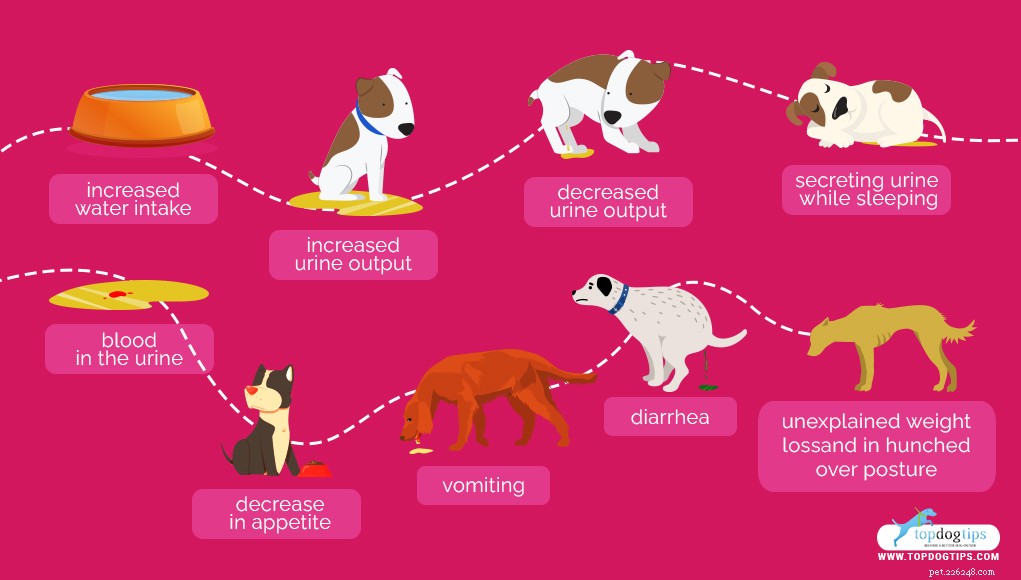Homemade Dog Food for Renal Disease: Safe, Nutritious Recipes to Support Kidney Health