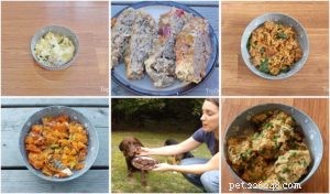 Scientifically Proven Homemade Dog Food Recipes: A Complete Guide