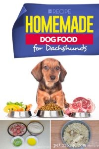 Homemade Dog Food Recipe for Dachshunds: Healthy & Nutritious