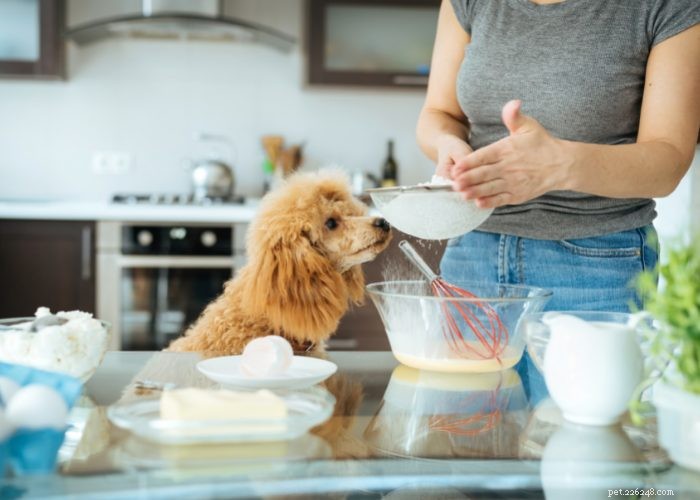 50 Expert‑Approved Homemade Dog Food Recipes for a Healthy, Balanced Diet