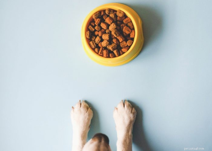 50 Expert‑Approved Homemade Dog Food Recipes for a Healthy, Balanced Diet
