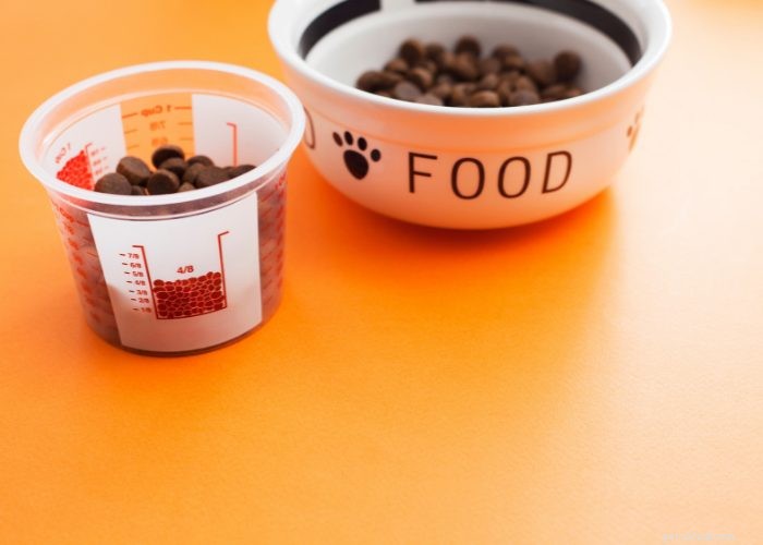 50 Expert‑Approved Homemade Dog Food Recipes for a Healthy, Balanced Diet