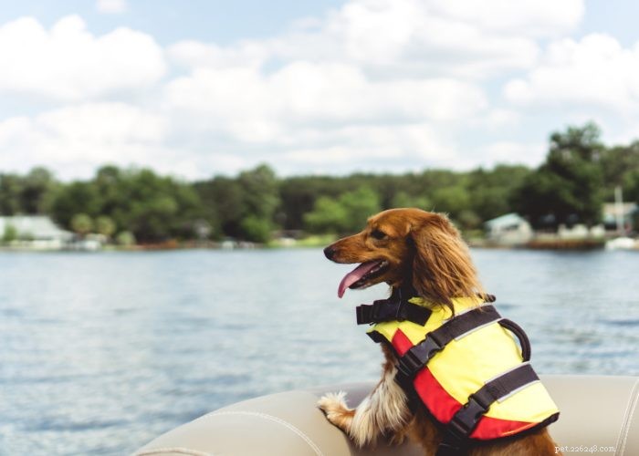 50 Expert‑Approved Homemade Dog Food Recipes for a Healthy, Balanced Diet