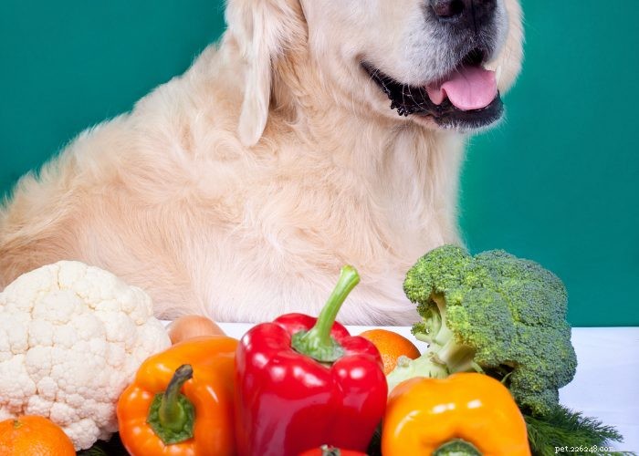 50 Expert‑Approved Homemade Dog Food Recipes for a Healthy, Balanced Diet