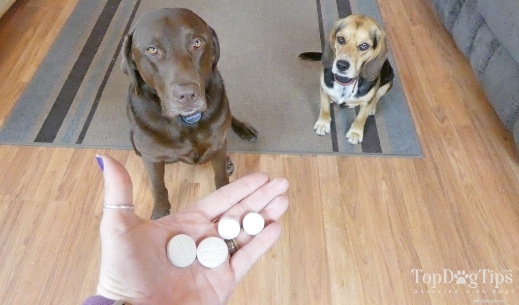 Must‑Have Supplements for Balanced Homemade Dog Food