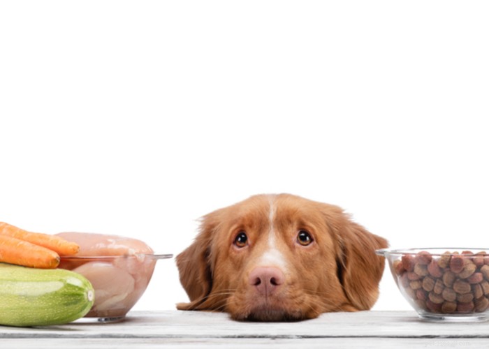 Simple Homemade Raw Dog Food Recipes for a Healthy, Natural Diet