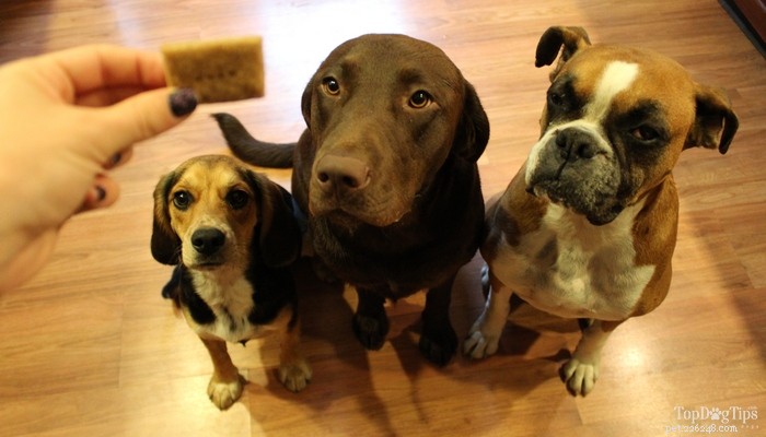 Easy Homemade Bacon Dog Biscuits – Healthy Treats for Your Pup