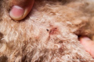 DIY Flea-Prevention Dog Treats: A Safe, Homemade Recipe