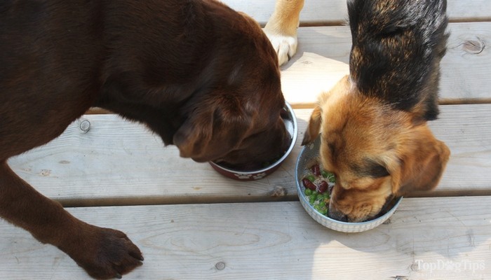 DIY Grain‑Free Dog Food: A Proven Homemade Recipe for Healthier Pets