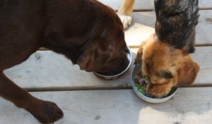 Homemade Chicken & Greens Skillet Dog Food: A Vet‑Approved, Nutritious Recipe