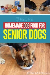 Homemade Senior Dog Diet: Nutritious Recipes for Aging Pets