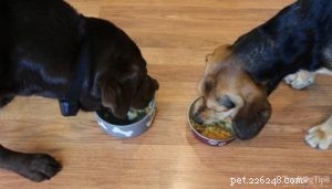 Homemade Senior Dog Diet: Nutritious Recipes for Aging Pets