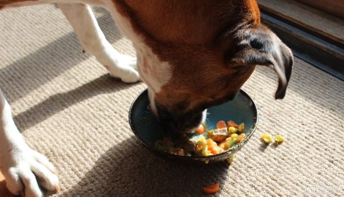 Nutritious Homemade Beef Stew for Dogs – Safe, Human-Grade Ingredients