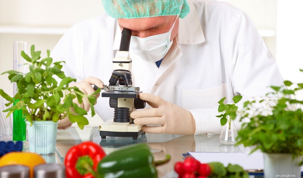 10 Science-Backed Reasons Homemade Dog Food Outshines Commercial Brands