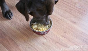 Homemade Dog Food Recipe to Calm Diarrhea