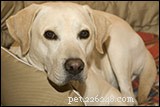 Understanding Pain‑Induced Aggression in Dogs: When Love Turns to Bite