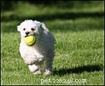 Proper Exercise for Puppies: Avoid Over‑Exertion for Health & Happiness