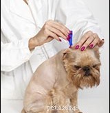 Top Parasite‑Control Drugs for Your Pet – Trusted Expert Guide