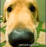 Why Dogs Sniff Like That: Insights into Their Powerful Sense of Smell
