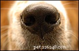 Dog Noses: Facts, Myths, and Health Insights
