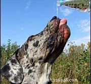 When Pets Overdrink: Signs, Causes, and Solutions for Excessive Water Intake