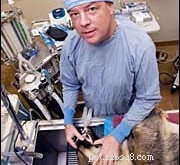 Anesthesia for Dogs and Cats: Essential Care Tips