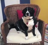 Managing Pet Fur: Practical Strategies for Cats and Dogs
