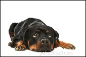 Understanding How Dogs Grieve: Signs, Causes, and How to Support Them