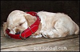 New Dog Owner? Stay Calm – Essential Tips for First‑Time Dog Care