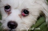 Understanding Cherry Eye in Dogs: Causes, Symptoms, and Treatment Options