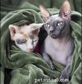 Understanding Hairless Cats: A Comprehensive Guide for Potential Owners
