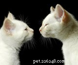How to Successfully Introduce a New Cat to Your Feline Home