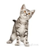 Newborn Kittens: Key Infections and How to Protect Them