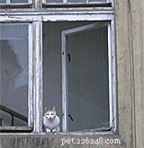 Keep Your Indoor Cat Safe: Simple Tips to Stop Escapes Through Doors and Windows