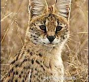 Pet Servals 101: Care Tips & Expert Advice