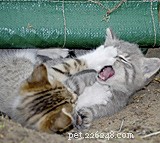 Tip 17: Distinguishing Cat Play from Cat Fighting