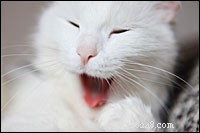 Why Your Cat Has Bad Breath & How to Fix It